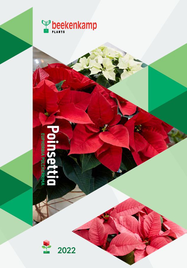 Poinsettia